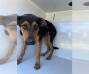 Black and Tan Coonhound-Unknown Mix Dogs for adoption in Houston, TX, USA