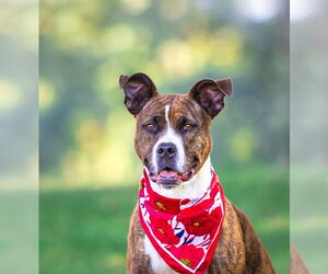 Mutt Dogs for adoption in Unionville, PA, USA