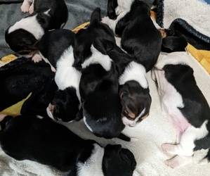 Basset Hound Puppy for sale in PUEBLO WEST, CO, USA