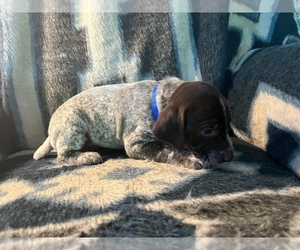 German Shorthaired Pointer Puppy for sale in TITUSVILLE, PA, USA