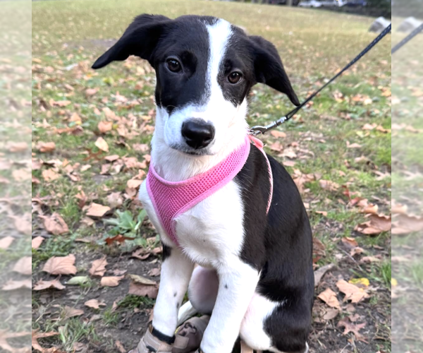 Medium Photo #4 Mutt Puppy For Sale in Brooklyn, NY, USA