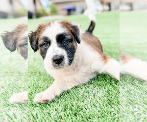 Australian Shepherd-Unknown Mix Dogs for adoption in Valrico, FL, USA