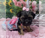 Puppy Priya Shorkie Tzu