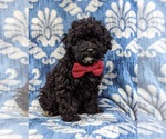 Small Photo #3 Poodle (Miniature) Puppy For Sale in KINZERS, PA, USA