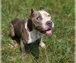 Small #2 American Staffordshire Terrier Mix