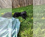 Puppy Stormi Shiranian