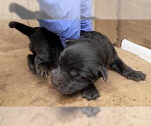 Mutt Dogs for adoption in Houston, TX, USA