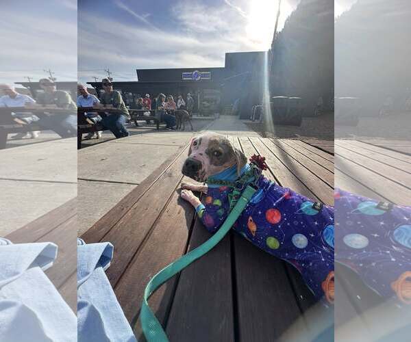 Medium Photo #2 Mutt Puppy For Sale in Greenville, SC, USA