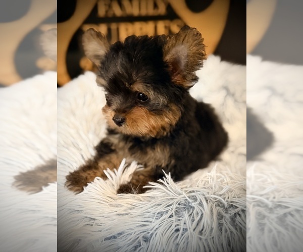 Medium Photo #3 Yorkshire Terrier Puppy For Sale in CROSSVILLE, TN, USA