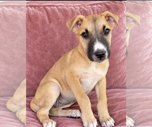 American Staffordshire Terrier-Boxer Mix Dogs for adoption in Southbury, CT, USA