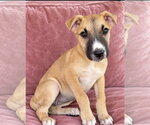 Hoot Boo - Female American Staffordshire Terrier-Boxer Mix Dog for Adoption - Small photo