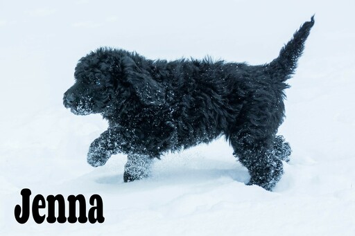 Medium Photo #6 Labradoodle-Poodle (Standard) Mix Puppy For Sale in SAINT CLOUD, MN, USA