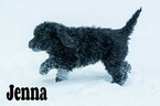 Small Photo #6 Labradoodle-Poodle (Standard) Mix Puppy For Sale in SAINT CLOUD, MN, USA