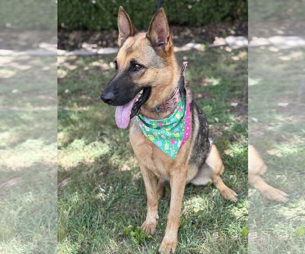 Medium Photo #2 German Shepherd Dog Puppy For Sale in Euless, TX, USA
