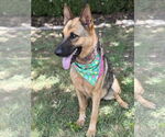 Small #1 German Shepherd Dog