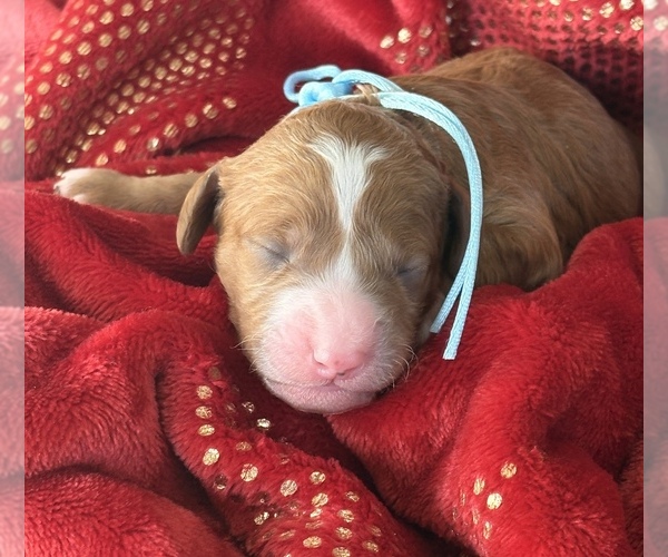 Medium Photo #3 Goldendoodle (Miniature) Puppy For Sale in SAINT MARYS, KS, USA