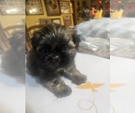 Puppy 3 Shih Tzu