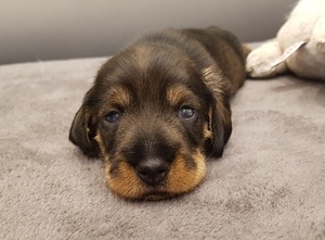 Dachshund Puppy for sale in MIAMI, FL, USA