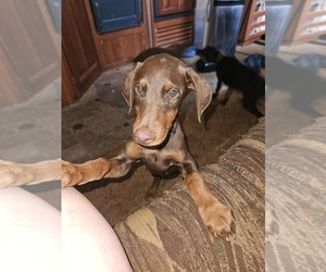 Doberman Pinscher Puppy for sale in KELLYTON, AL, USA