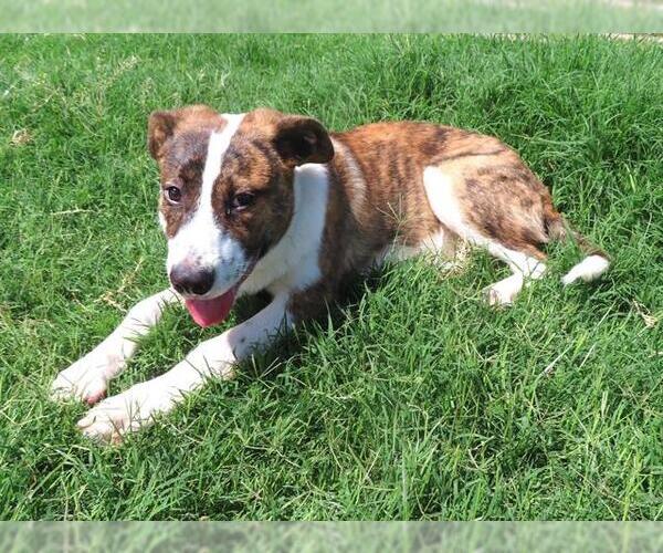 Medium Photo #2 Anatolian Shepherd-Unknown Mix Puppy For Sale in Oklahoma City, OK, USA