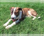 Small #1 Anatolian Shepherd Mix