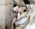 Small #6 American Pit Bull Terrier-Labrador Retriever Mix