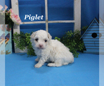 Small #7 Poodle (Toy)