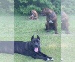 Small Photo #18 Cane Corso Puppy For Sale in FAYETTEVILLE, NC, USA