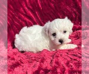 Medium Bichon Frise