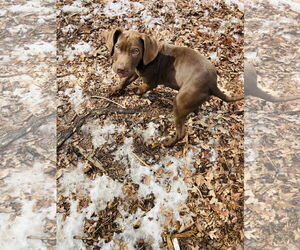 Labrador Retriever-Unknown Mix Dogs for adoption in Holly Springs, NC, USA