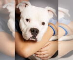 Small Staffordshire Bull Terrier