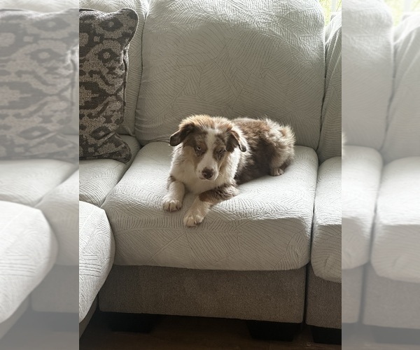 Medium Photo #9 Australian Shepherd Puppy For Sale in BROCKTON, MA, USA