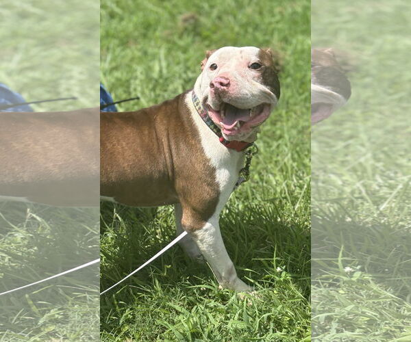 Medium Photo #6 American Pit Bull Terrier-Unknown Mix Puppy For Sale in Virginia Beach, VA, USA