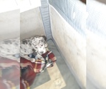 Small Photo #78 Great Dane Puppy For Sale in PIERSON, MI, USA