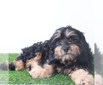 Small #3 Cavapoo (Miniature)