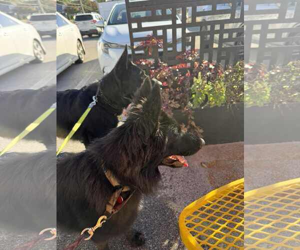 Medium Photo #11 German Shepherd Dog Puppy For Sale in Gretna, NE, USA