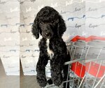 Small Poodle (Standard)