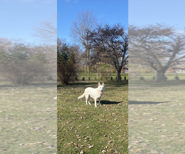 Medium Photo #9 German Shepherd Dog Puppy For Sale in SPRINGFIELD, IL, USA
