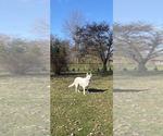 Small #8 German Shepherd Dog