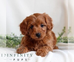Cavapoo Puppy for sale in LITITZ, PA, USA