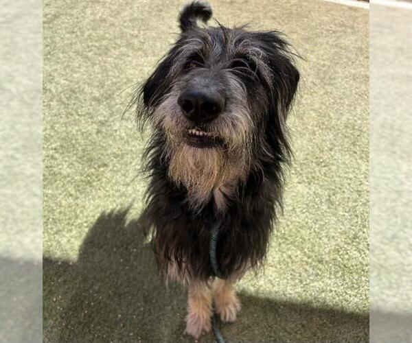 Medium Photo #1 Shepadoodle Puppy For Sale in Las Vegas, NV, USA