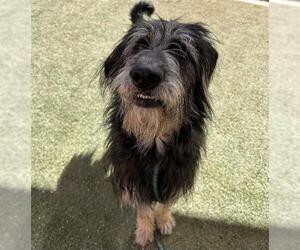 Shepadoodle Dogs for adoption in Las Vegas, NV, USA