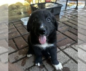 Border Collie Puppy for sale in CLOVIS, CA, USA