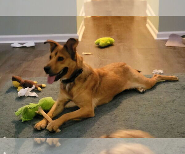 Medium Photo #5 Labrador Retriever-Unknown Mix Puppy For Sale in Doylestown, PA, USA