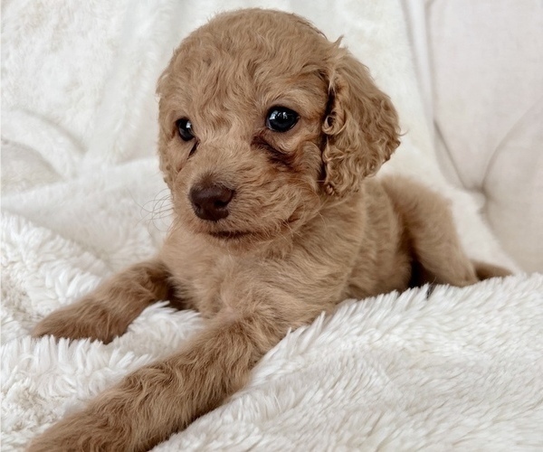 Medium Photo #5 Cock-A-Poo Puppy For Sale in CONCORD, NC, USA