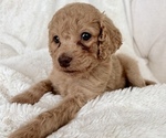 Small Photo #5 Cock-A-Poo Puppy For Sale in CONCORD, NC, USA