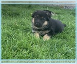 Puppy 3 German Shepherd Dog