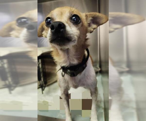 Medium Photo #1 Chihuahua-Unknown Mix Puppy For Sale in San Antonio, TX, USA