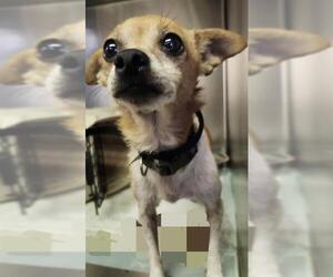 Chihuahua-Unknown Mix Dogs for adoption in San Antonio, TX, USA