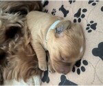 Puppy 3 Goldendoodle (Miniature)